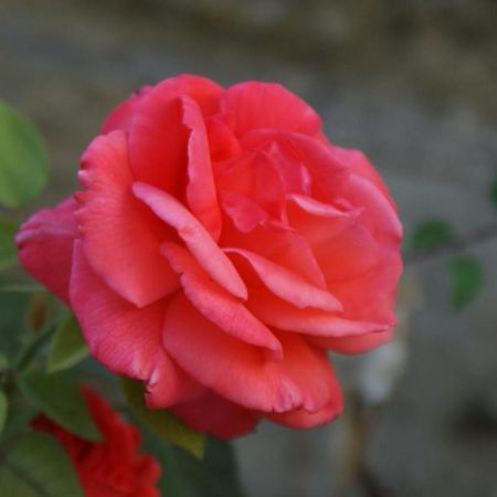Romantic Gite Nr St Emilion With Private Pool And Views To Die For Pujols  Exterior photo