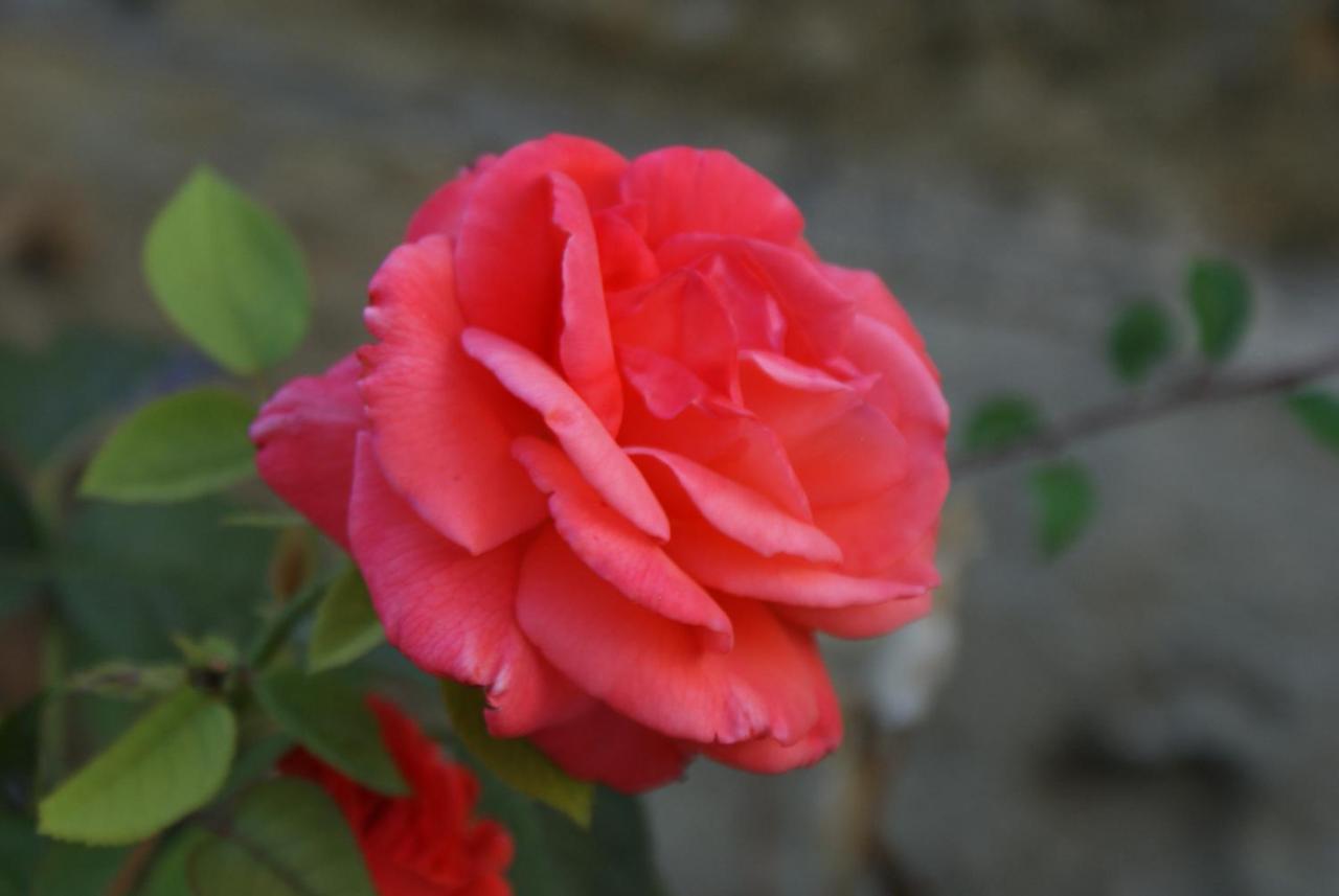 Romantic Gite Nr St Emilion With Private Pool And Views To Die For Pujols  Exterior photo